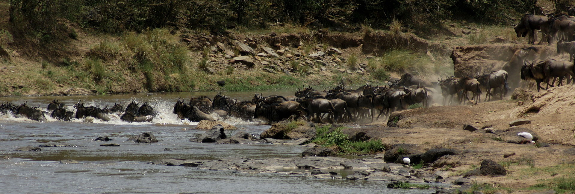 Gnus überqueren den Mara (c) Fiver Lücker CC BY SA 2.0